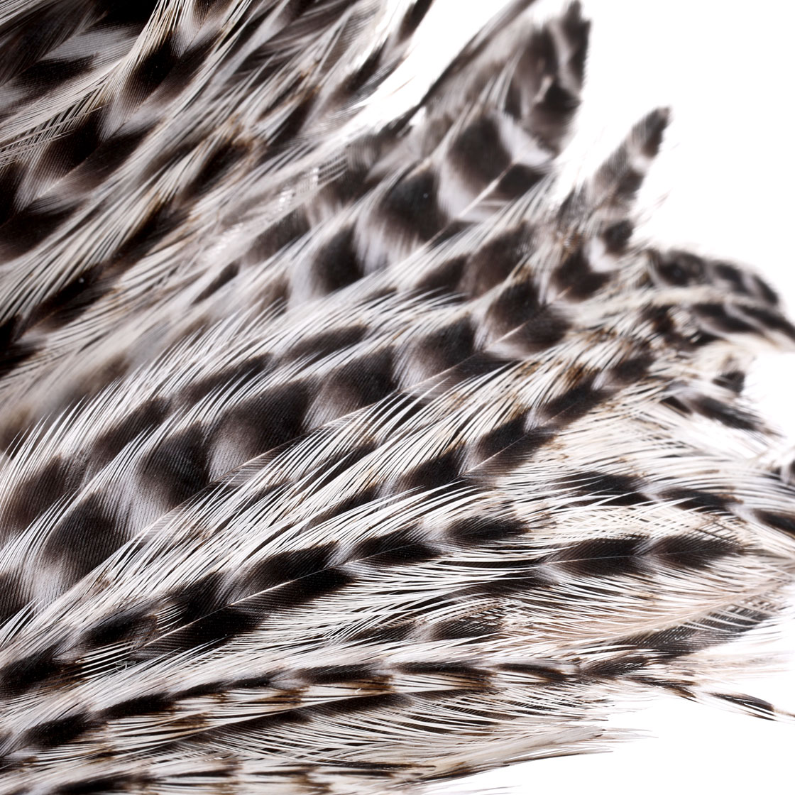 P-25421_Whiting-Hen-Cape_detail-Kopie