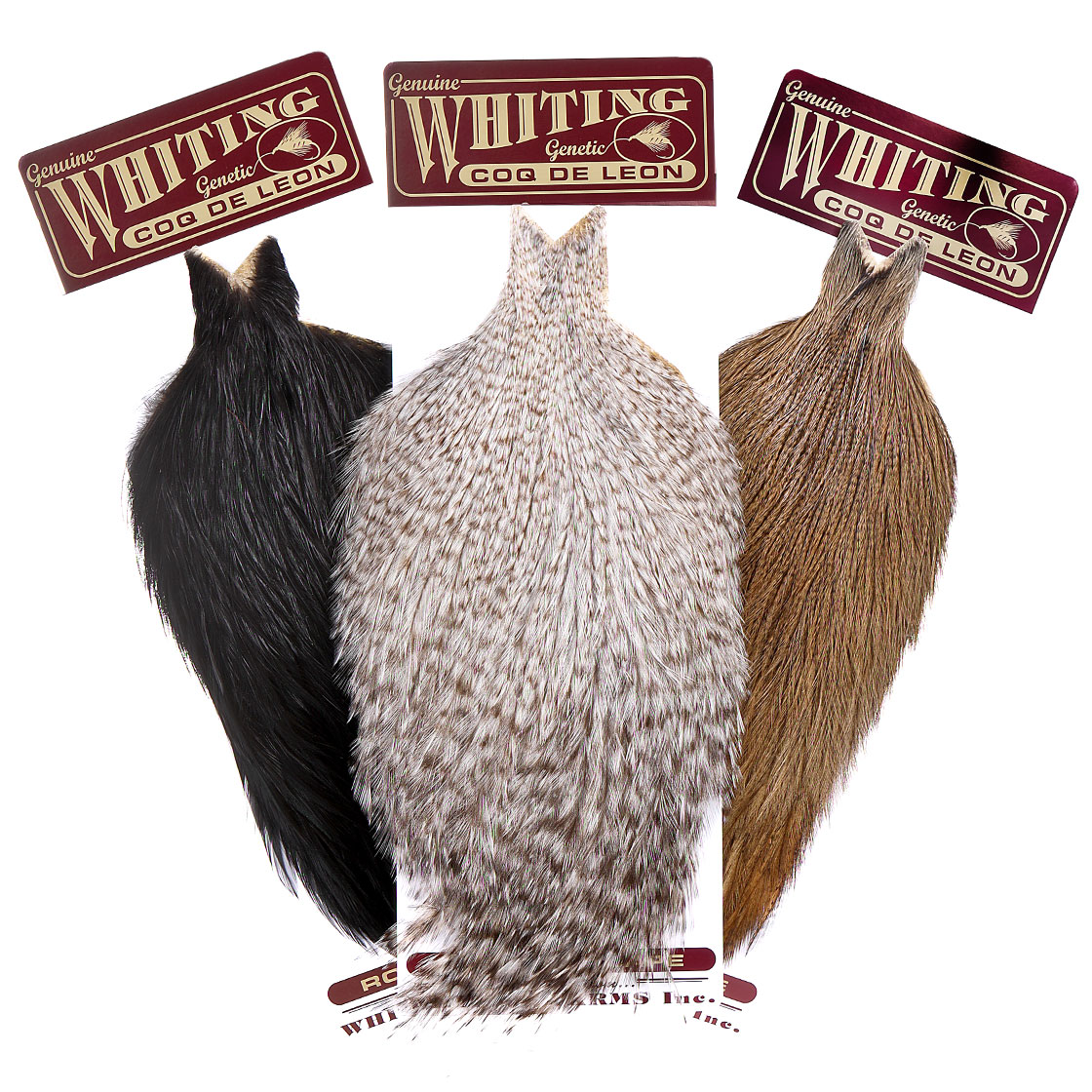 P-25392_Whiting-Coq-de-Leon-Cape_titel Whiting Coq de Leon Cape