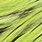 insect green