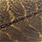 stonefly brown