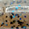 blue shrimp #36