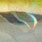 ayu