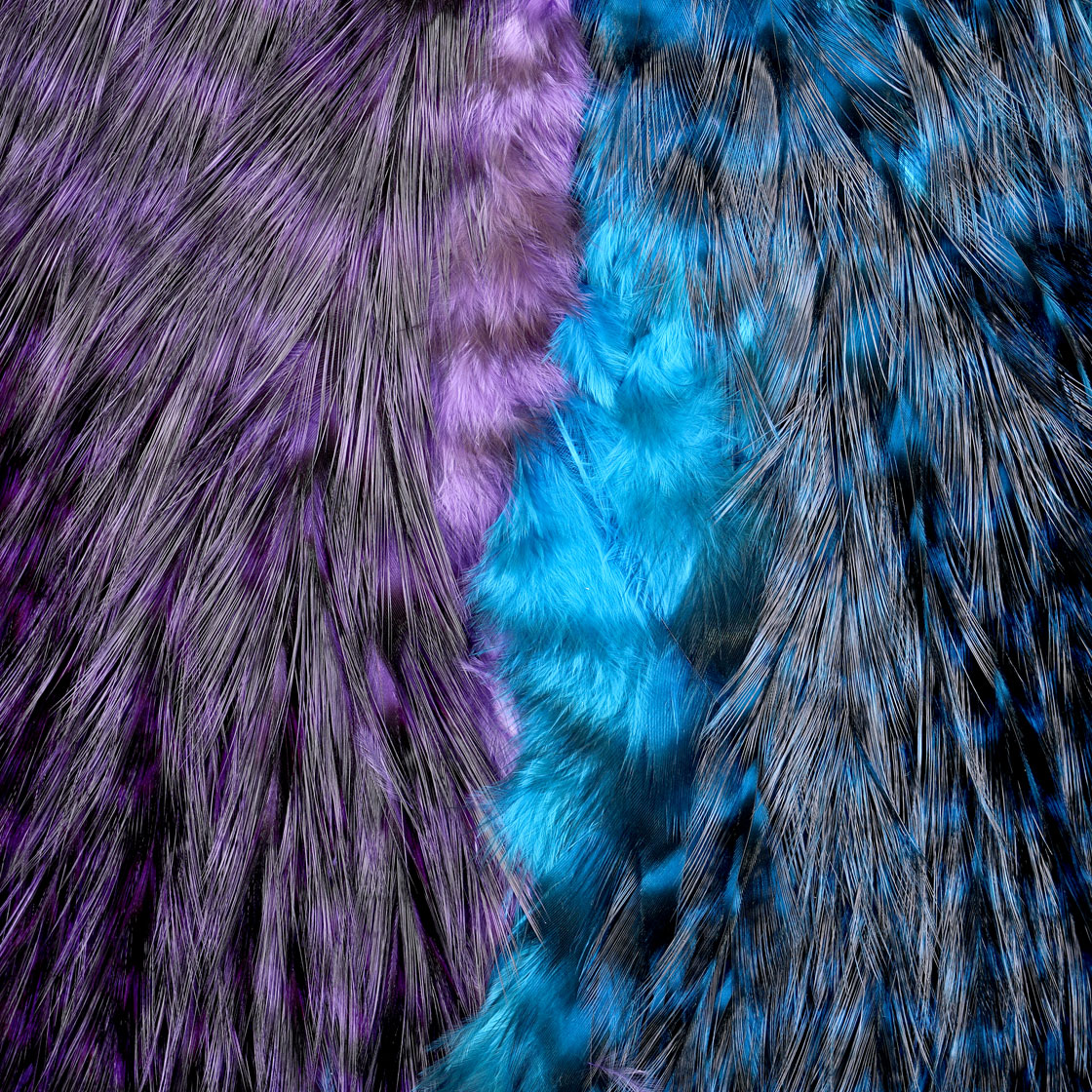 P-25389-1_Whiting-CDL-Predator-Pack_grizzly-pardo-red_purple-kingfisher-blue_