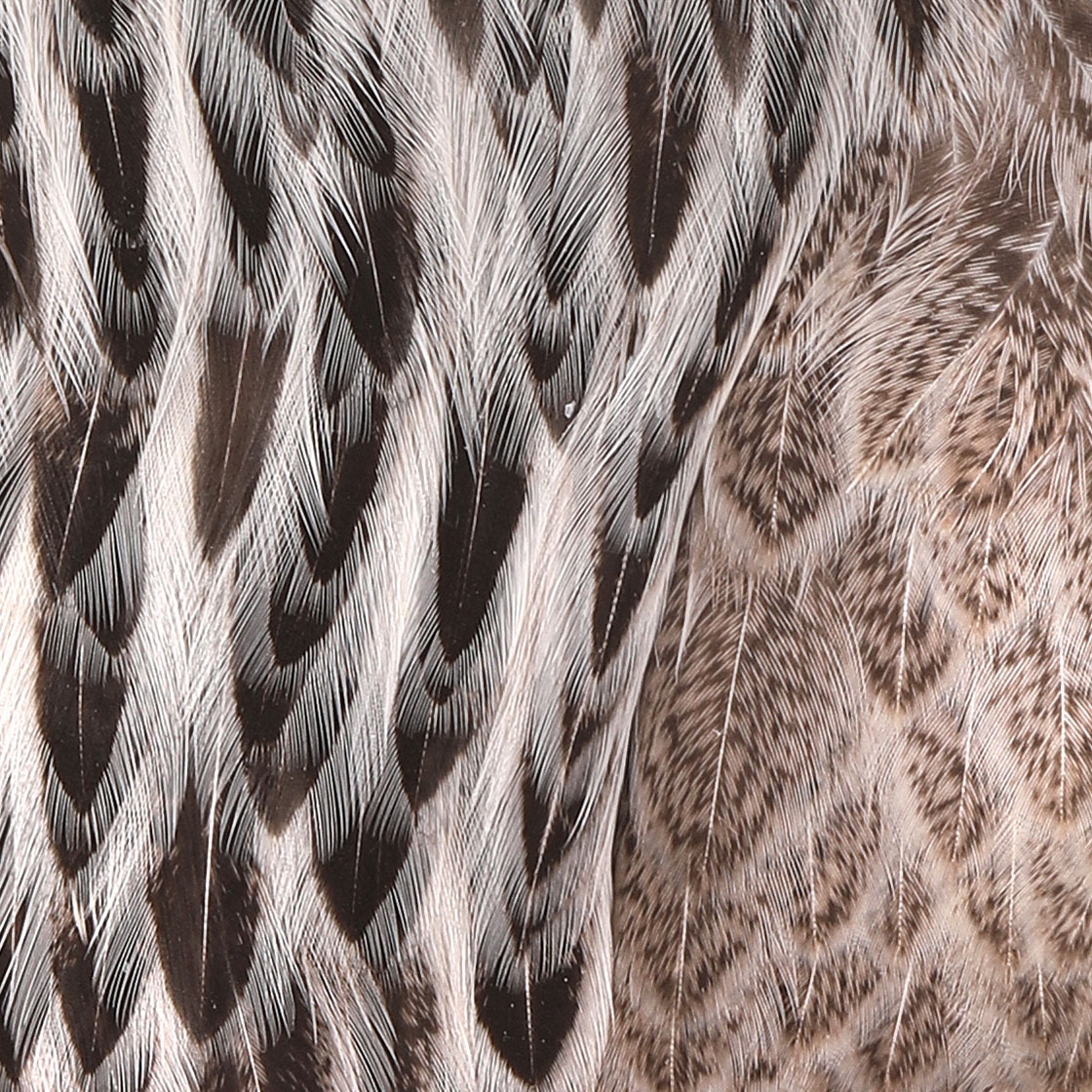 P-28064_Whiting-Brahma-Hen-Cape-Cream-Badger_detail