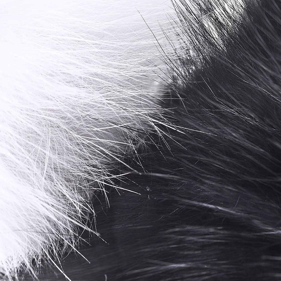 Future Fly Shadow Fox