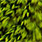 fluo chartreuse