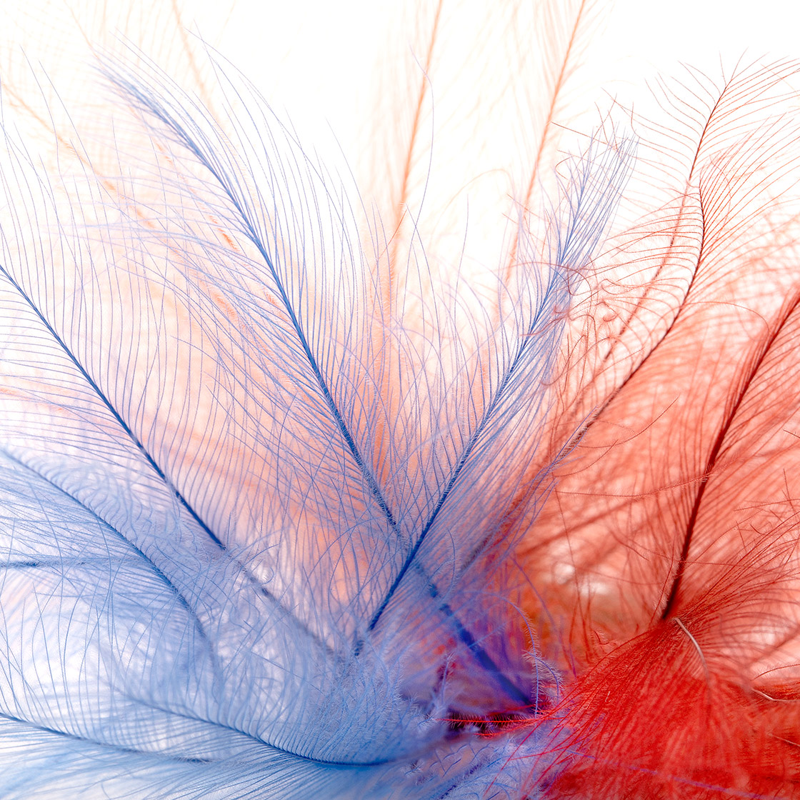 CDC Feathers Marc Petitjean