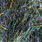 11 dark green/violet