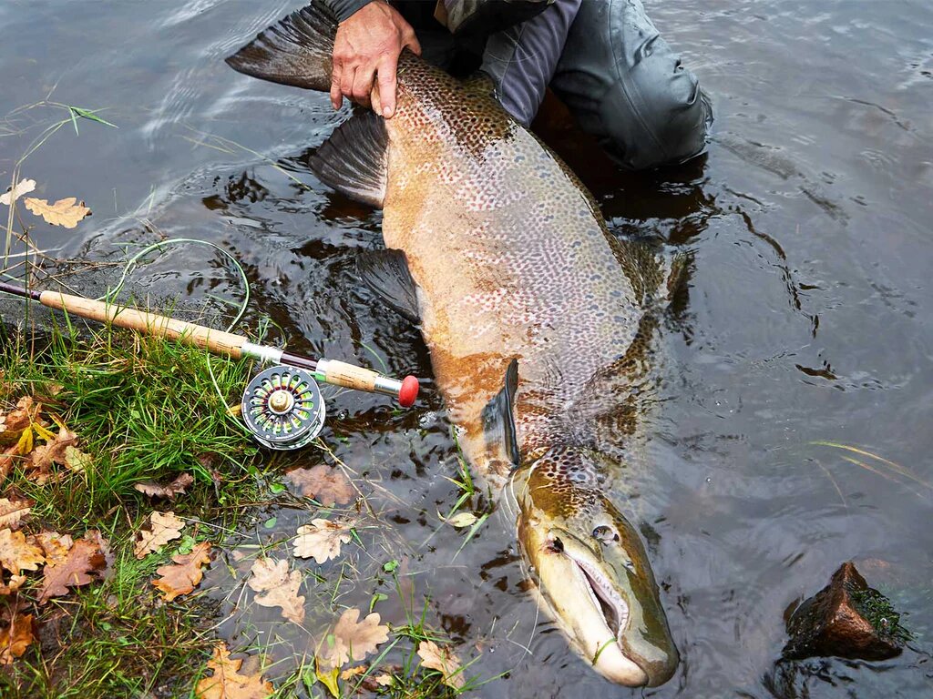 Fro-din_Flies_Salar_Series