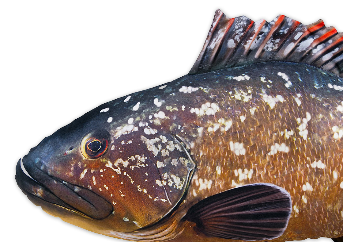 P-29200_Fischkissen_Kuscheltier_Grouper_100cm_detail_2