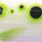 DM 0211 green dots
