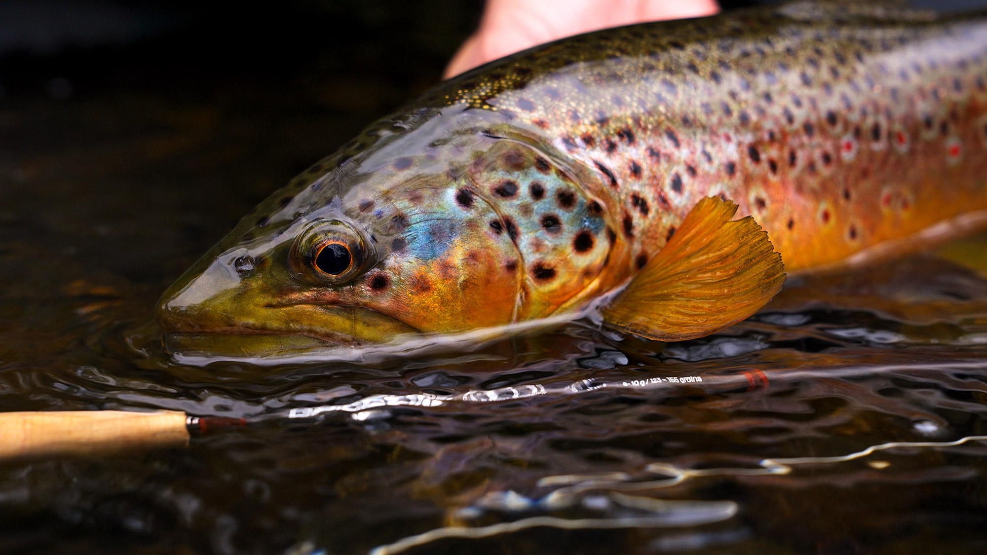Guideline_NT11_Trout_Blog_07 Guideline_NT11_Trout_Blog_07