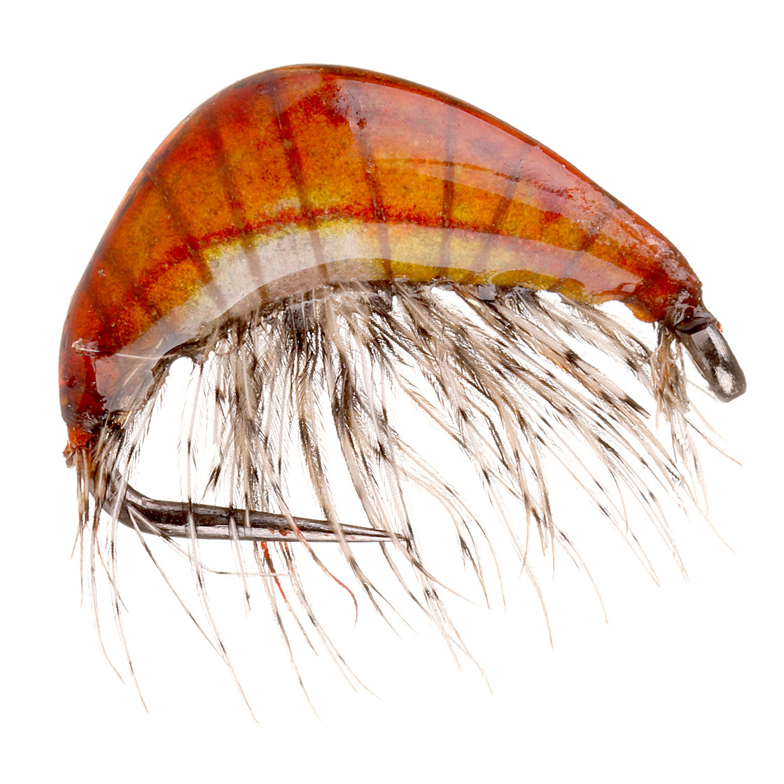 Gammarus orange
