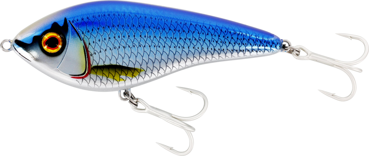 blue sardine