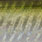 green sardine