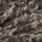 fox squirrel