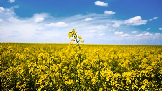 Bernds Kolumne: Das gibt’s nur einmal, das kommt nicht wieder Bernd's Column: Das gibt’s nur einmal, das kommt nicht wieder
