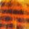 fire tiger black barred