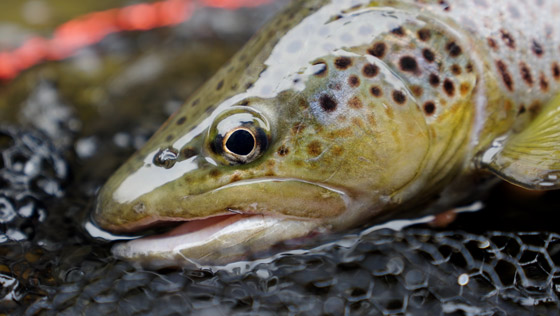 Trout Fishing - 5 Tips for the Season Opening