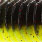 black/chartreuse