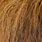 brown olive