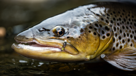 Talking to Stroft - Fishing lines 'Made in Germany'