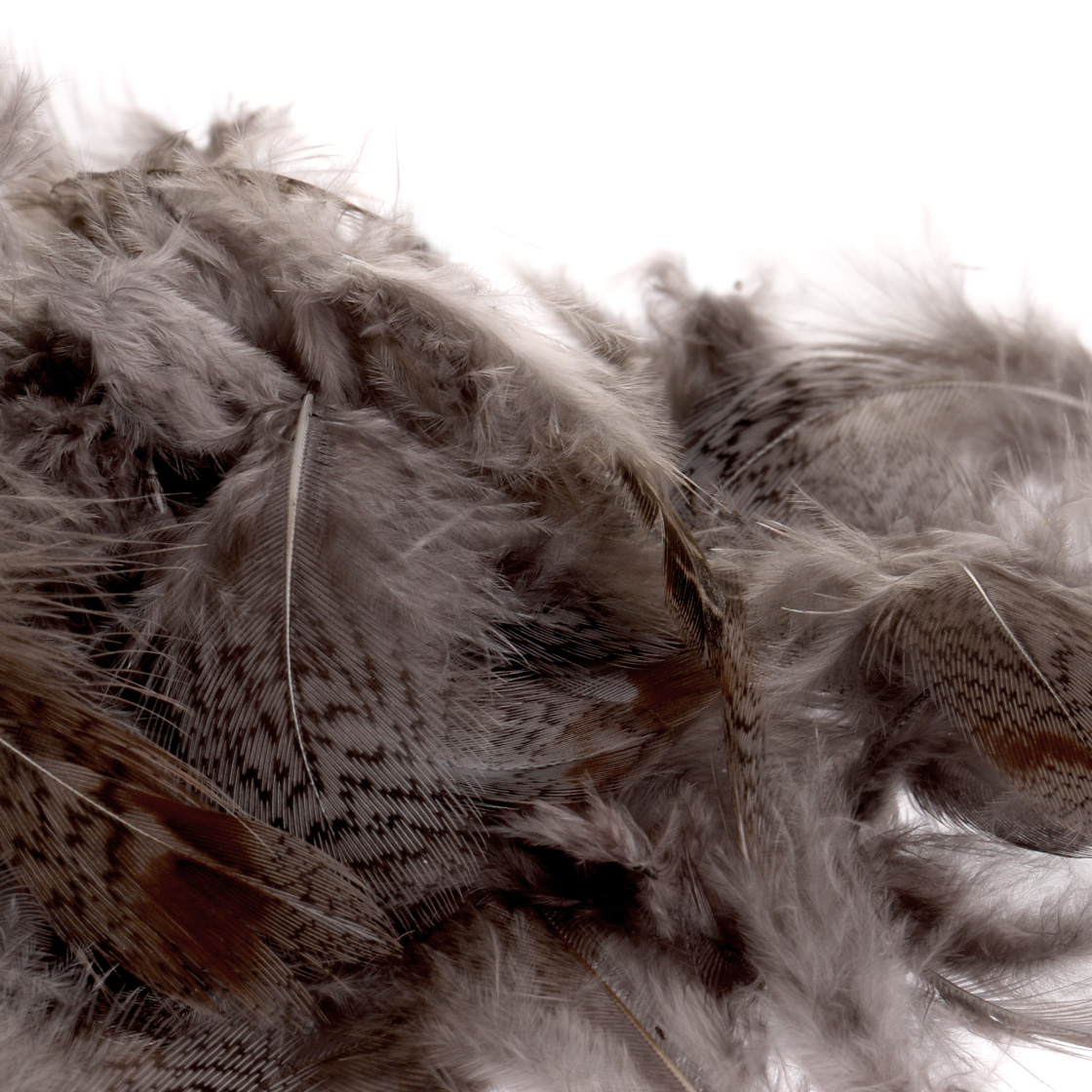 P-11424-5_Veniard-English-Partridge-1g-Rebhuhn_blue-dun blue dun