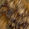 gold grizzly black barred