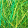 gaudy green