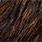 brown racoon