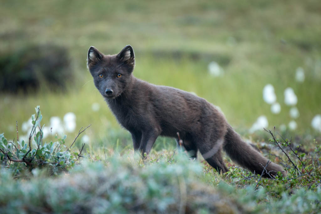 greenland-22 - Grönland 2014