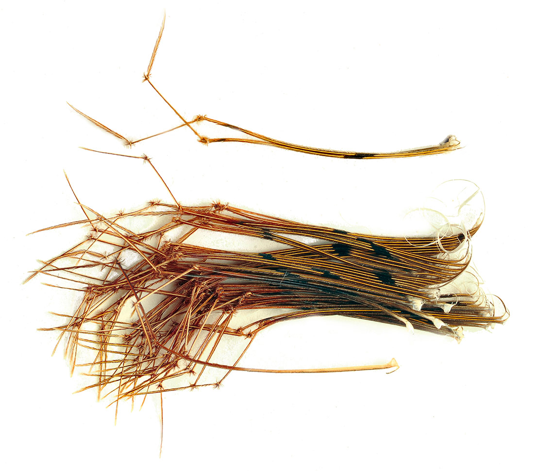 Veniard Daddy Legs
