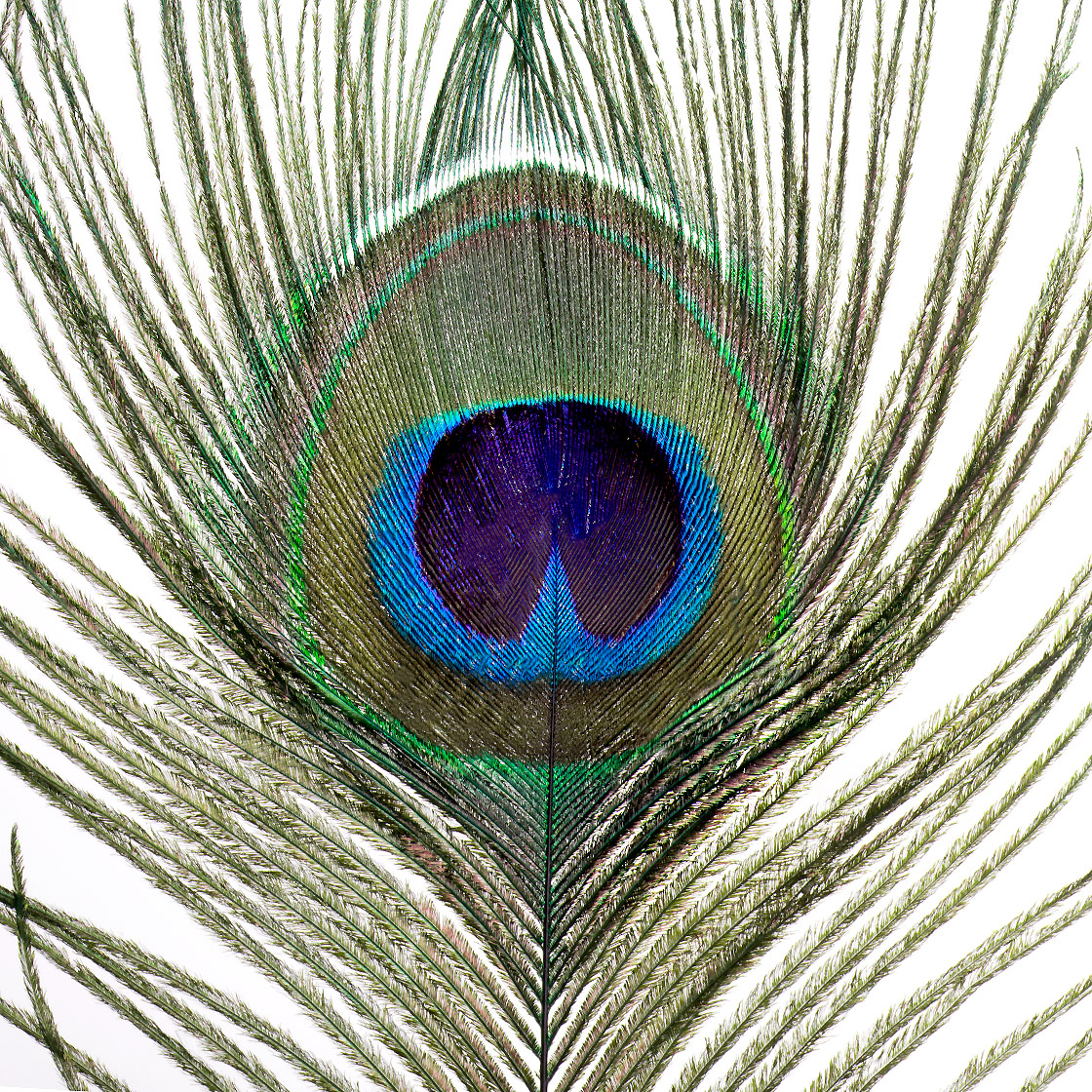 Veniard Peacock Eye Tops