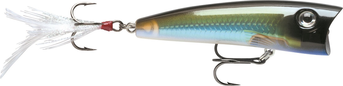 Moss Back Shiner
