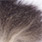 natural dark possum