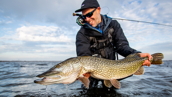Fly fishing for Pike - How to start successfully! 