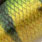perch nd