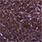 uv brown