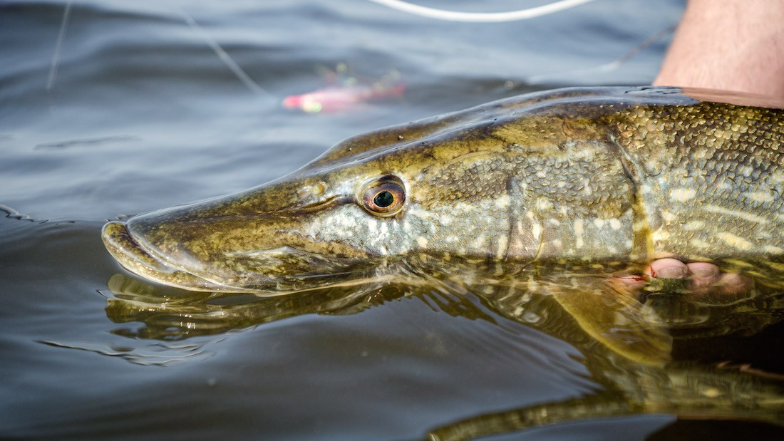 Fly Fishing for Pike adhfishing