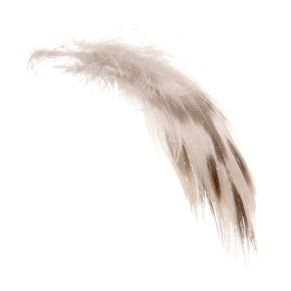 Soldarini Mallard Hen Brest Feathers