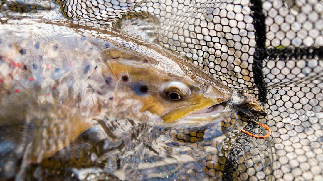 The Best Streamers For Trout adhfishing