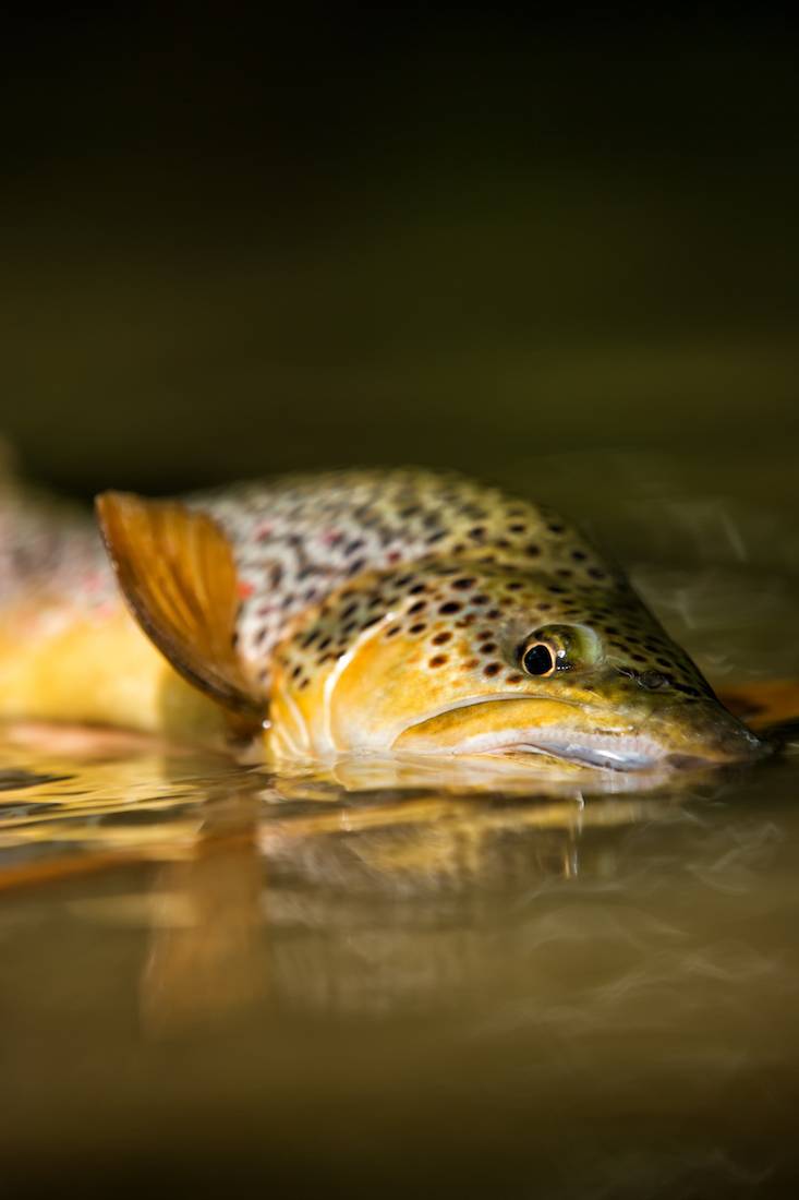 The Best Streamers For Trout adhfishing