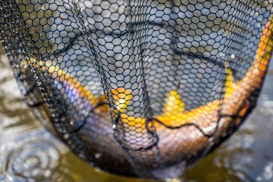 5 Reasons for Rubber Nets adhfishing