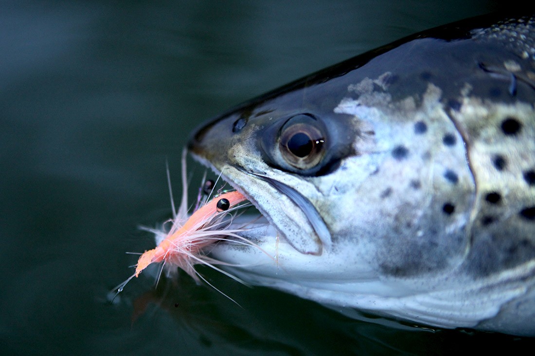 pattegrisen Streamer # 6 Fly fishing sea trout NIGHT FISHING TROUT 3 St