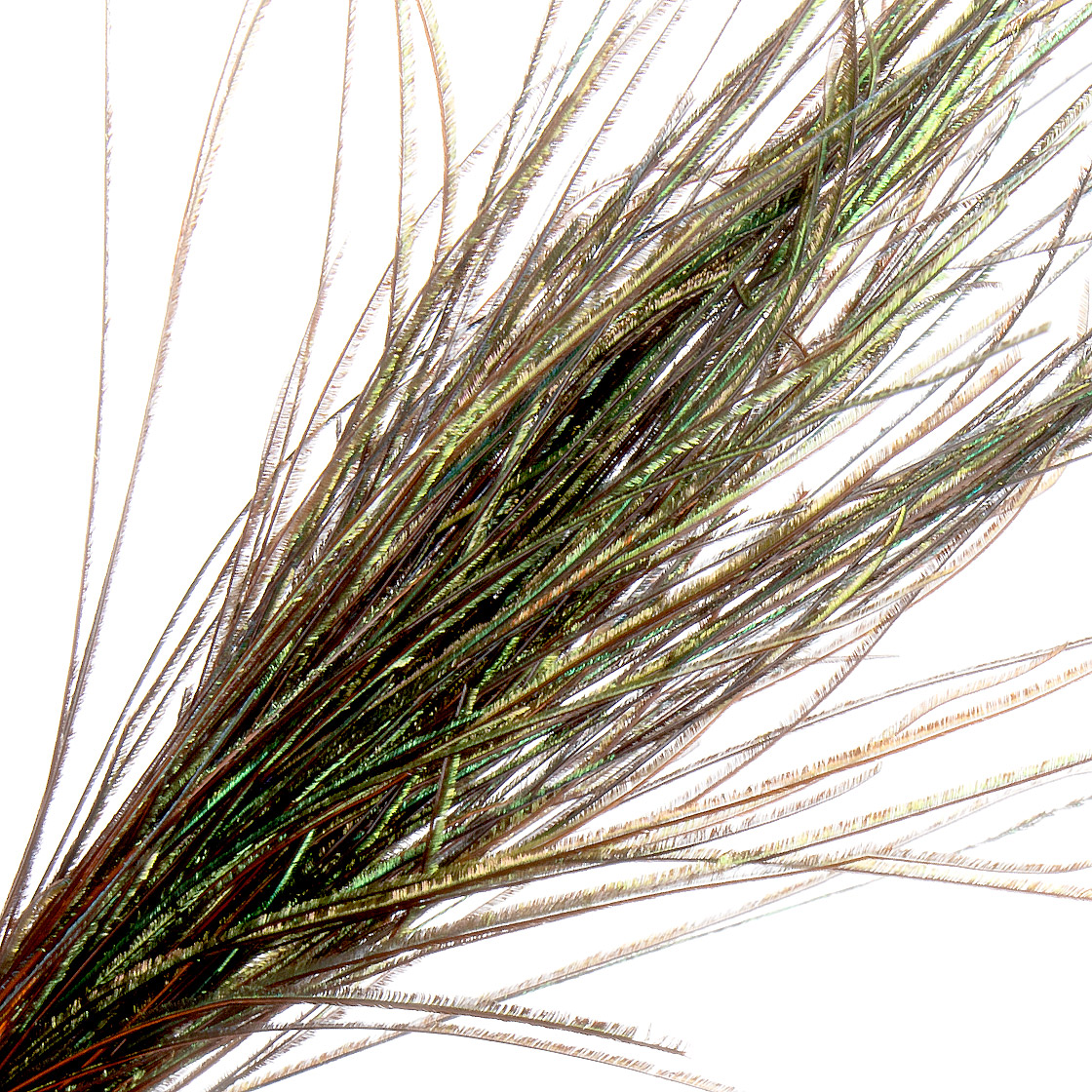 Details about   Peacock Herl Feathers Assorted Sizes Fishing flies Fly Tying Crafts Millinery UK
