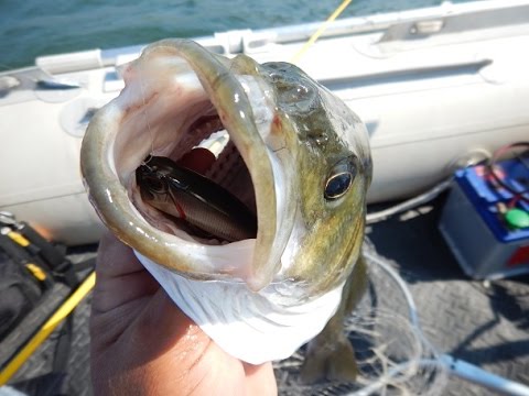 Duo Realis Popper 64