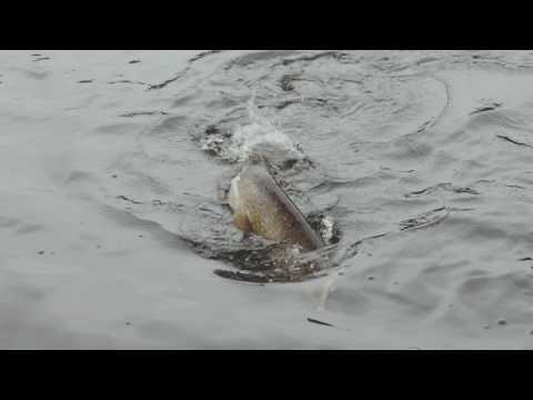 Savage Gear 3D Suicide Duck Floating 15 cm 70 g